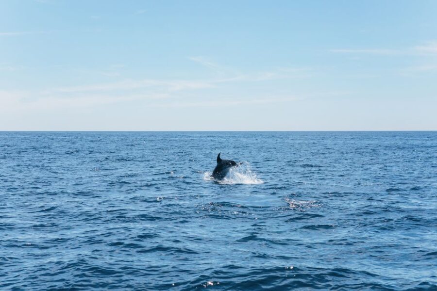 Albufeira: 2.5-Hour Benagil Caves & Dolphin Watching - The Dolphin Hunt: How the Marine Biologist Changes the Game