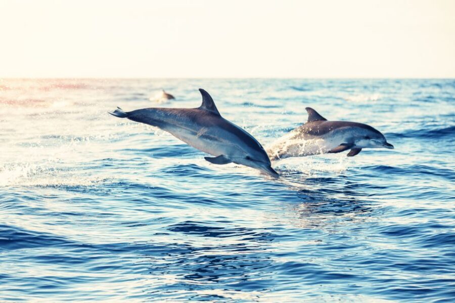 Albufeira: Benagil Caves & Dolphin Watching Speed Boat Tour - The Big Takeaway: What You’ll Remember After the Boat Pulls Away