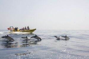 Albufeira: Benagil Caves & Dolphin Watching Speed Boat Tour - Benagil Caves Inside: Quick Access, Big Photo Results