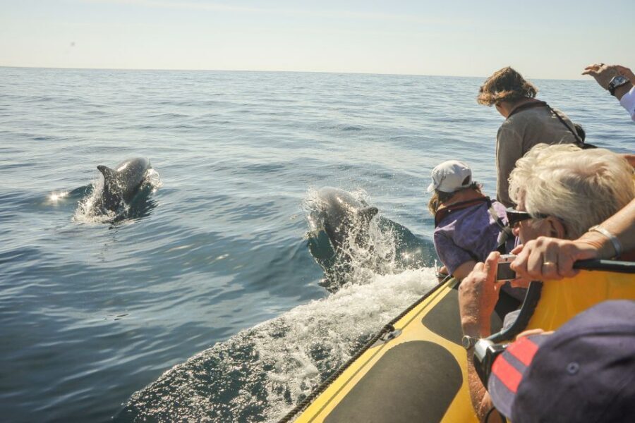 Albufeira: Benagil Caves & Dolphin Watching Speed Boat Tour - Guides and Skippers: Why the Team Makes the Difference