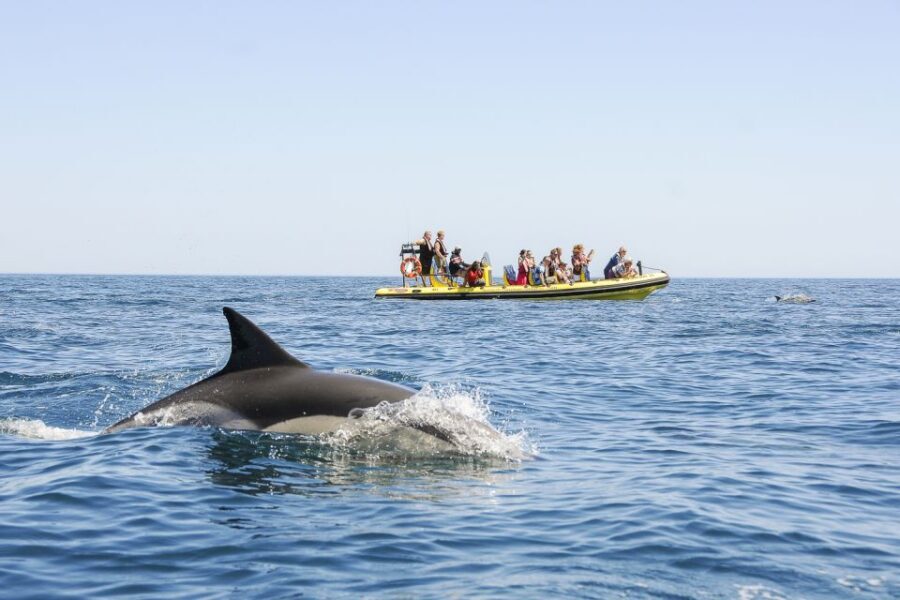 Albufeira: Benagil Caves & Dolphin Watching Speed Boat Tour - Who This Tour Fits Best (And Who Might Skip It)