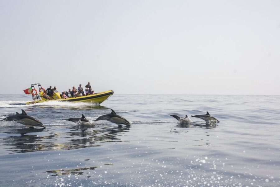 Albufeira: Benagil Caves & Dolphin Watching Speed Boat Tour - Benagil Caves Inside: Quick Access, Big Photo Results