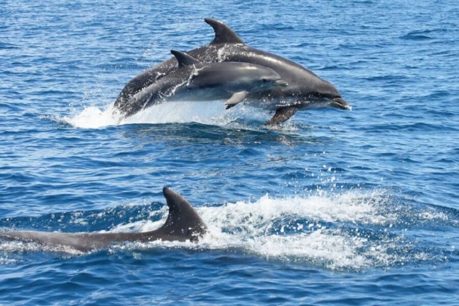 Albufeira: Dolphin Watching and Benagil Cave - Benagil Sea Cave: what it feels like when you finally get inside