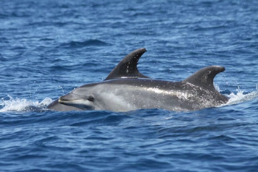 Albufeira: Dolphin Watching and Benagil Cave - Crew, comfort, and the multilingual difference on board