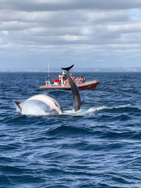 Albufeira: Dolphin Watching and Benagil Cave Boat Cruise - Albufeira Dolphin Watching: Wild Encounters with Real Marine Talk