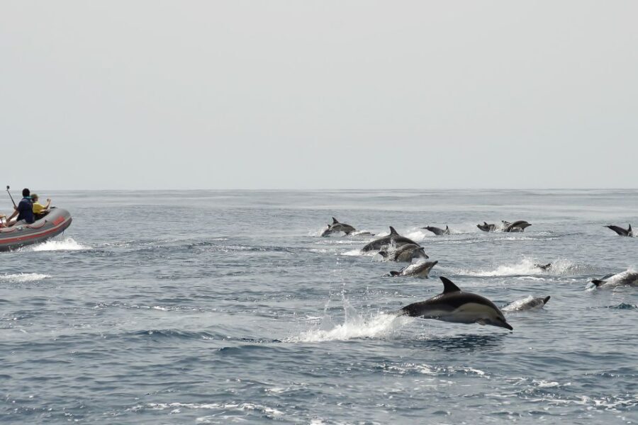 Albufeira: Dolphin Watching and Benagil Cave Boat Cruise - FAQ
