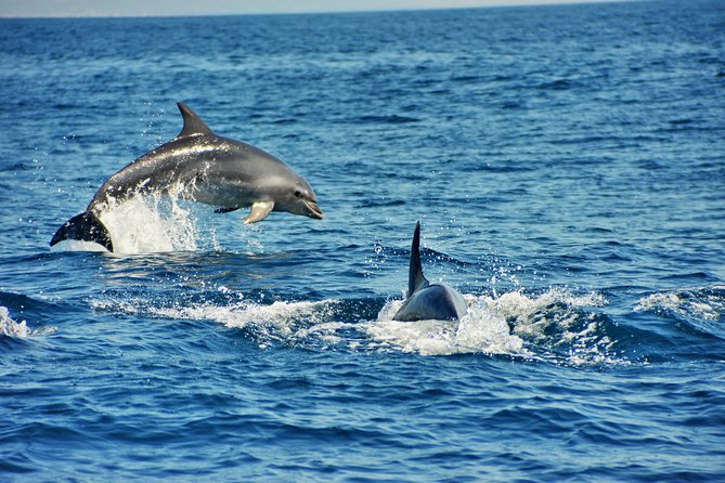 Albufeira Dreamer Boat Trip - Dolphins along the Algarve: how to think about the wild-animal odds