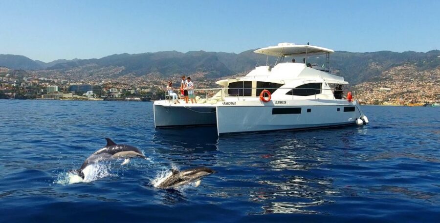 All Inclusive Whale and Dolphin Watching Luxury Tour - Key things to love about this all-inclusive whale and dolphin tour