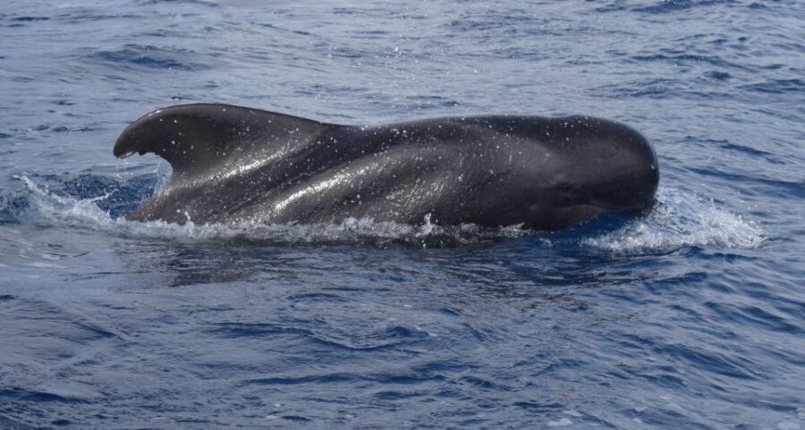 All Inclusive Whale and Dolphin Watching Luxury Tour - Luxury catamaran comforts for Madeira’s open-ocean hunt