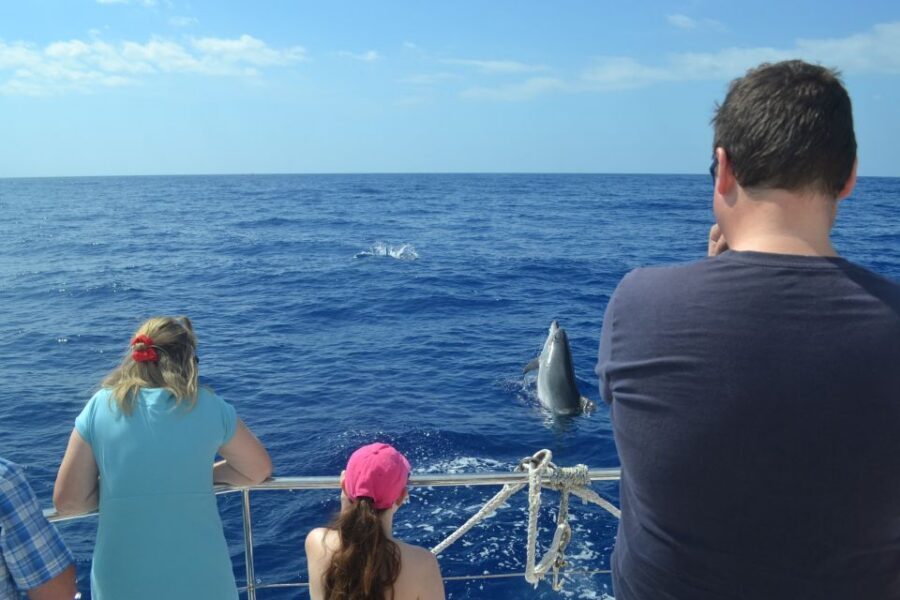 All Inclusive Whale and Dolphin Watching Luxury Tour - The 30-minute secret wildlife stop with cocktails and marine-life viewing