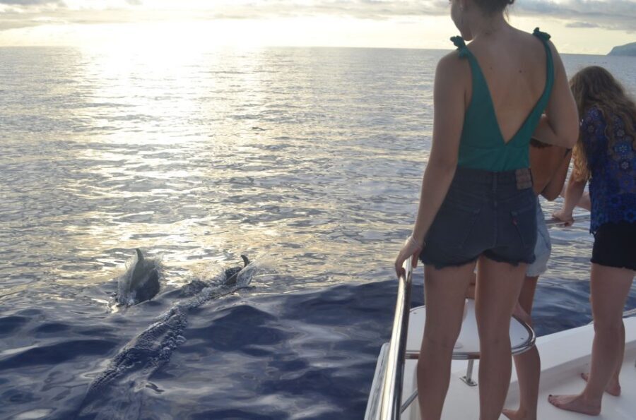 All Inclusive Whale and Dolphin Watching Luxury Tour - Cabo Girão’s 586m cliff: a 30-minute swim break with serious views