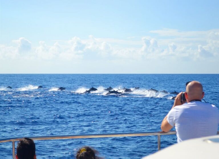 All Inclusive Whale and Dolphin Watching Luxury Tour - Meeting at Kiosk VipDolphins in Funchal (and settling in fast)