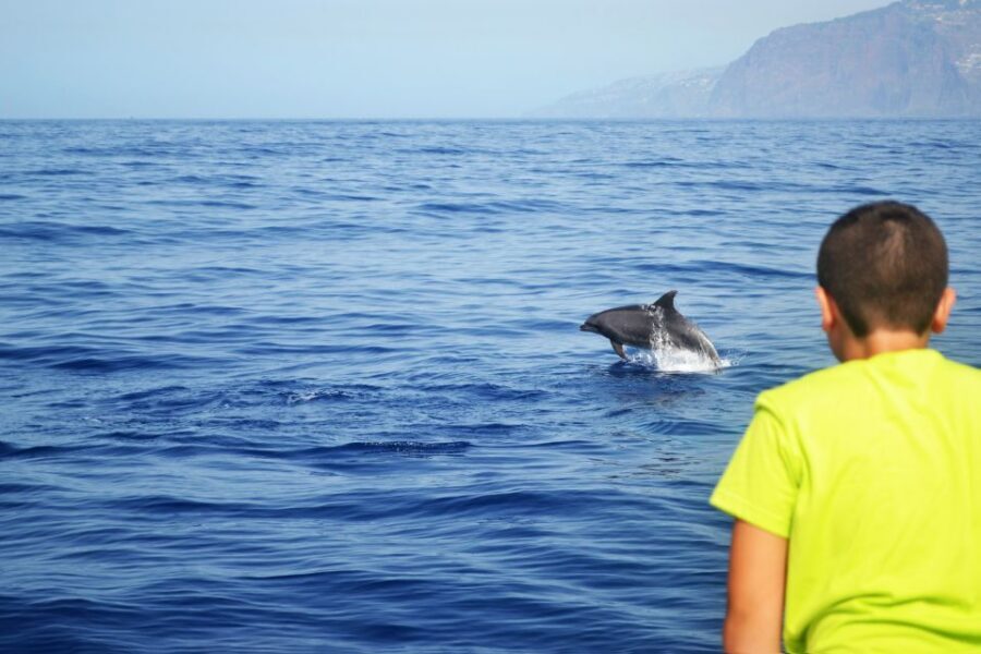 All Inclusive Whale and Dolphin Watching Luxury Tour - Wildlife etiquette that actually changes your odds (and your experience)