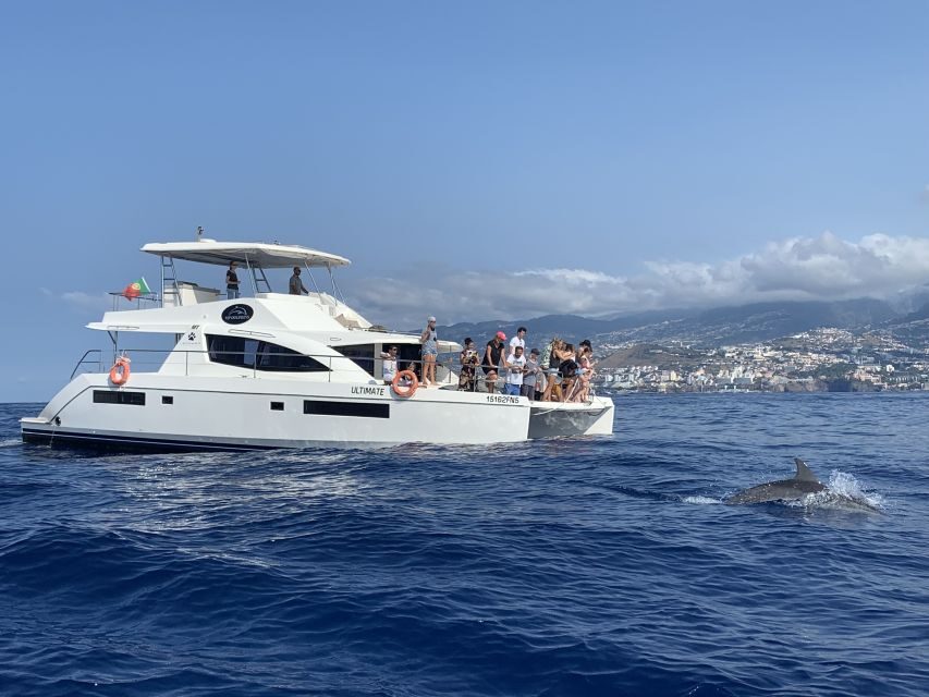 All Inclusive Whale and Dolphin Watching Luxury Tour - What you might see in Madeira waters (pilot whales and dolphin types)