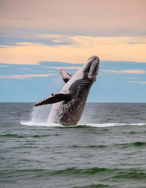 Azores: Whale Watching & Islet Boat Tour w/ Marine Biologist - Key highlights worth your attention