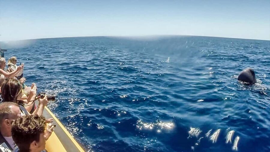 Azores: Whale Watching & Islet Boat Tour w/ Marine Biologist - Booking notes that affect your day (without turning it into logistics)