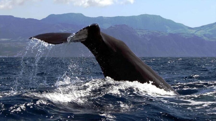 Azores: Whale Watching & Islet Boat Tour w/ Marine Biologist - “Up close” viewing: how seating and boat handling affect what you notice