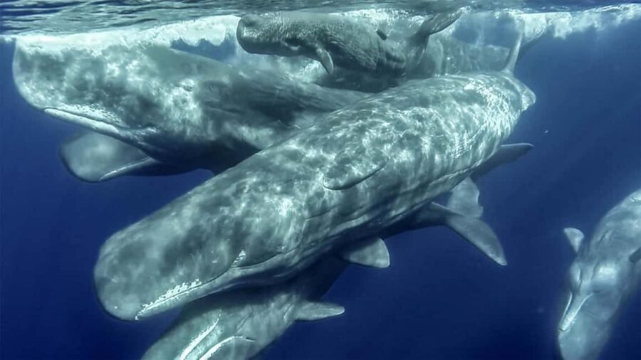 Azores: Whale Watching & Islet Boat Tour w/ Marine Biologist - What to bring (and what the crew provides) so you stay comfy