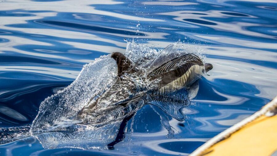 Azores: Whale Watching & Islet Boat Tour w/ Marine Biologist - Who this whale watching tour is best for (and who should skip it)