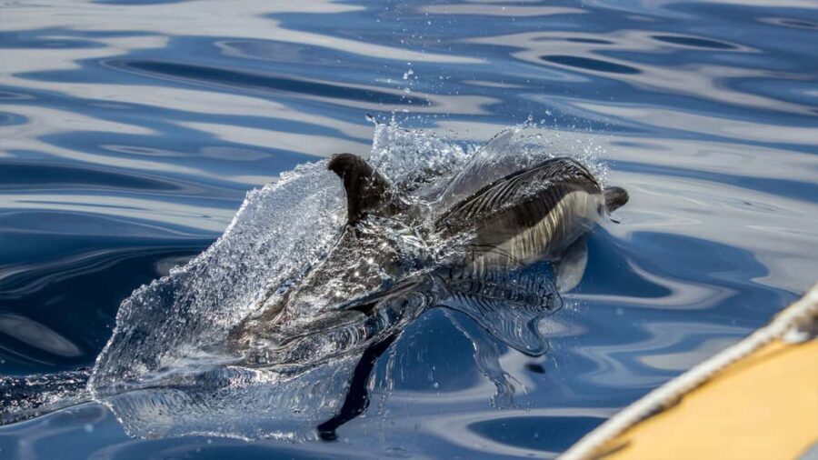 Azores: Whale Watching & Islet Boat Tour w/ Marine Biologist - Value check: is $73 worth it for a whale watch on São Miguel?