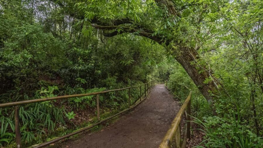 Caldeirão Verde: Levada Caldeirao Verde Hiking Transfer - Key points to know before you go