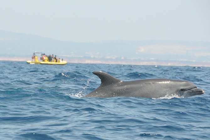 Caves and Dolphin Watching Cruise from Albufeira - Stop-by-stop: what you’ll see from Praia Sao Rafael to Algar de Benagil