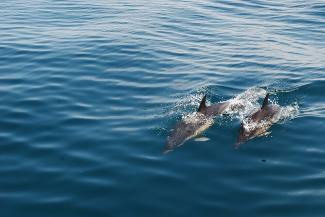 Dolphin Watching and Caves Cruise - Price and value: why this cruise feels fair