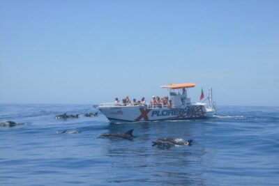 Dolphin Watching and Caves Cruise - Albufeira Marina departure: coast views and dolphin scouting