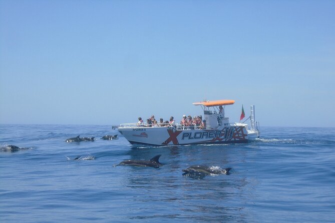 Dolphin Watching and Caves Cruise - Albufeira Marina departure: coast views and dolphin scouting