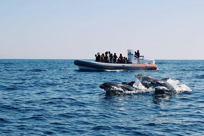 Dolphins Search and Benagil Caves from Albufeira - Key Things I’d Pay Attention To