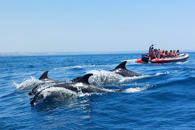 Dolphins Search and Benagil Caves from Albufeira - First Stop: Albufeira Marina and the Small-Boat Advantage
