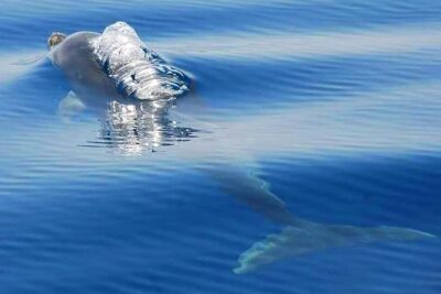 Dolphins Search and Benagil Caves from Albufeira - Dolphin Search Time: What You Can Realistically Hope For