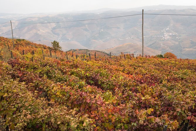 Douro Valley Small-Group Tour with Wine Tasting, Lunch and Boat - The Porto-to-Douro drive: why the timing feels long (and what you get for it)