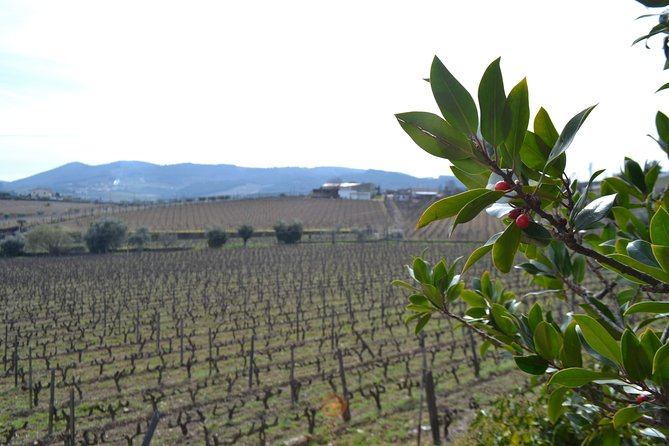 Douro Valley Tour: 2 Vineyard Visits, River Cruise, Winery Lunch - Stop 2 in Pinhão: The Rabelo River Cruise (And Why Timing Matters)
