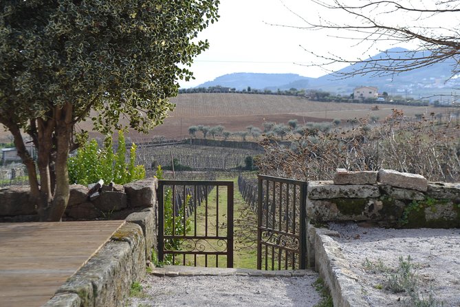 Douro Valley Tour: 2 Vineyard Visits, River Cruise, Winery Lunch - Guides, Timing, and What Makes the Day Feel Smooth