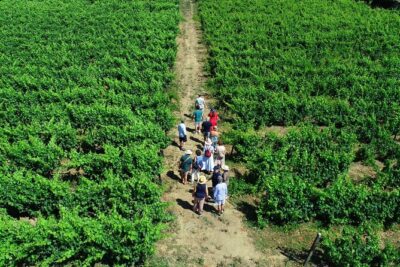 Douro Valley Tour - 3 Wine tastings, Lunch & river Cruise - The 8:00 a.m. start and private-vehicle ride: how the timing works