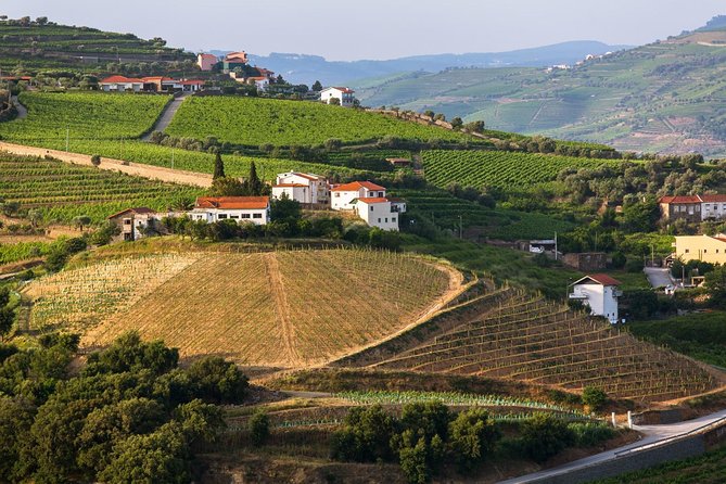 Douro Valley Tour: Wine Tasting, Cruise and Lunch from Porto - Who Should Book This Douro Day Trip