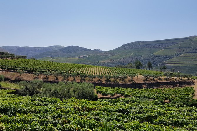 Douro Valley Wine Tour: 3 Vineyard Visits, Wine Tastings, Lunch - Stop 2 in Folgosa: touring an old estate and tasting Ports