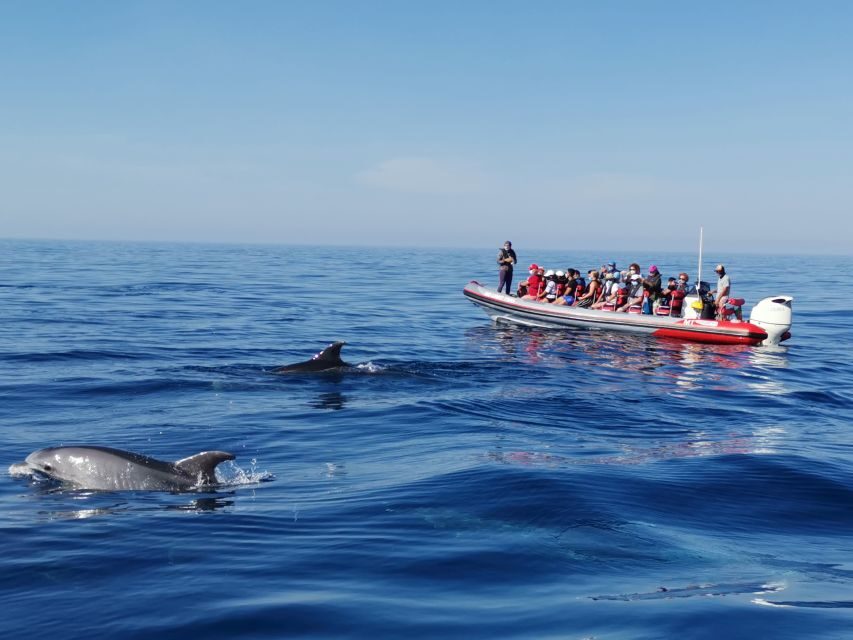 From Albufeira: Benagil Caves and Dolphins Guided Boat Tour - Key things that make this tour work
