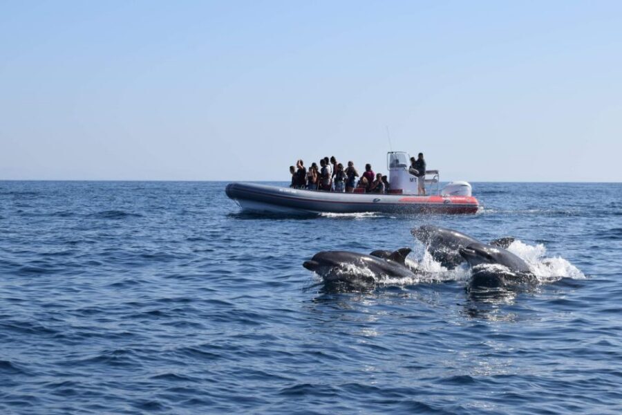 From Albufeira: Benagil Caves and Dolphins Guided Boat Tour - From Albufeira marina to the Benagil coast: how the outing starts