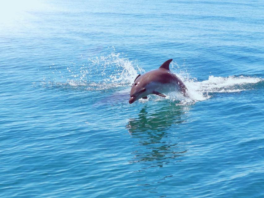 From Albufeira: Benagil Caves and Dolphins Guided Boat Tour - Duration and pace: why 2.5 hours feels like the sweet spot