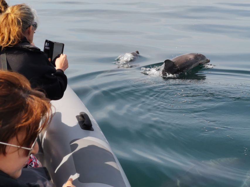 From Albufeira: Benagil Caves and Dolphins Guided Boat Tour - Practical tips so your day goes smoothly