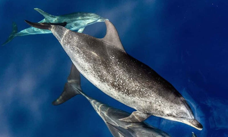 From Funchal: Ecological Catamaran Dolphin Whale Watching - Key Things That Make This Eco Cruise Worth Your Time