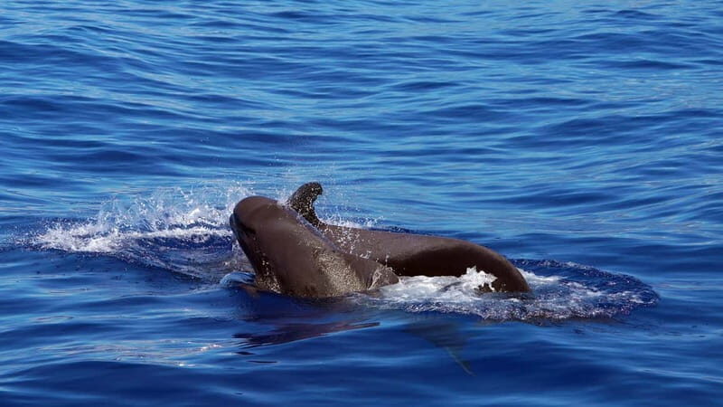 From Funchal: Ecological Catamaran Dolphin Whale Watching - Why This Madeira Dolphin and Whale Cruise Feels Different