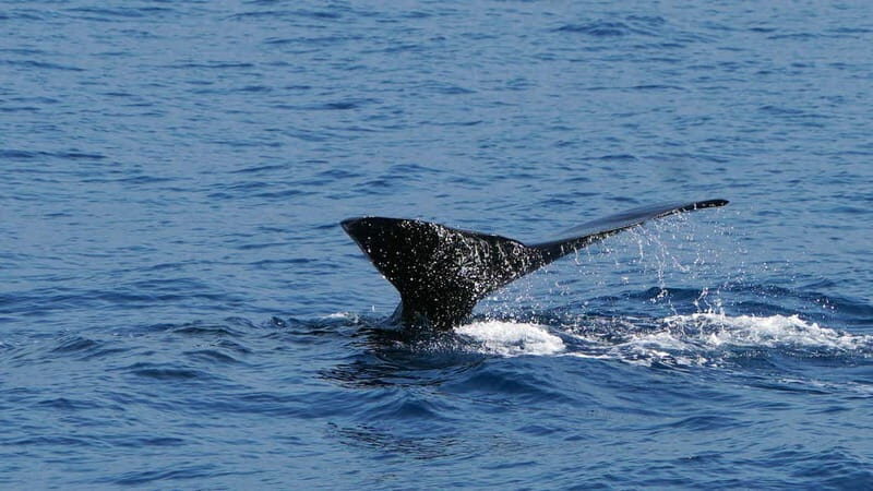 From Funchal: Ecological Catamaran Dolphin Whale Watching - Value for the Price: Is $41 a Good Deal?