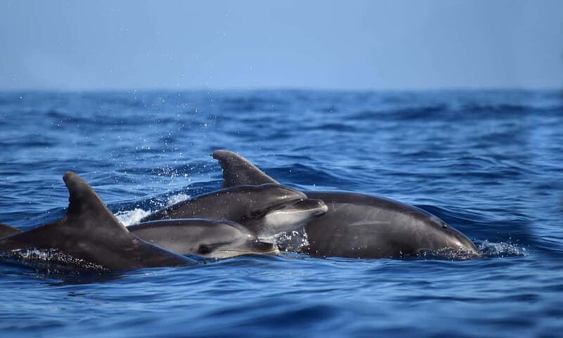 From Funchal: Ecological Catamaran Dolphin Whale Watching - Who This Tour Suits Best (and Who Might Want Another Option)