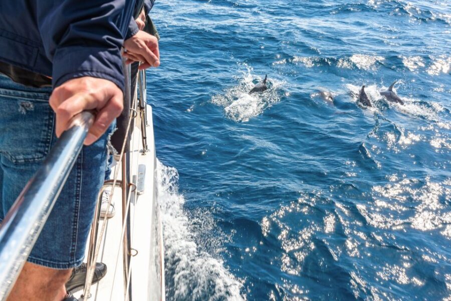 From Funchal: Madeira Dolphin and Whale Watching Tour - Key things I’d pack into your decision