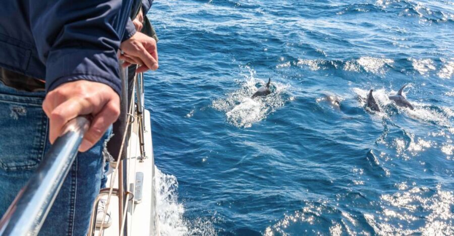 From Funchal: Madeira Dolphin and Whale Watching Tour - Cruising with dolphins and whales: what you’re actually doing out there