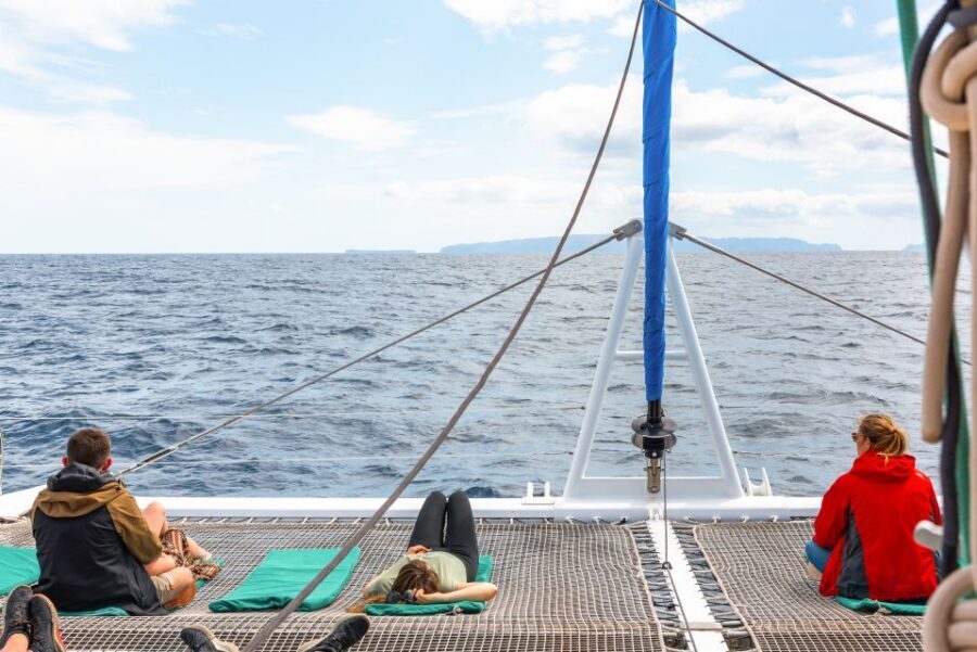 From Funchal: Madeira Dolphin and Whale Watching Tour - Cabo Girão swim and snorkeling: the “wait, that cliff is real” stop