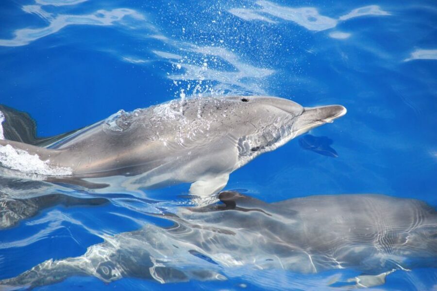 From Funchal: Madeira Dolphin and Whale Watching Tour - Returning to Funchal: how the cruise finishes